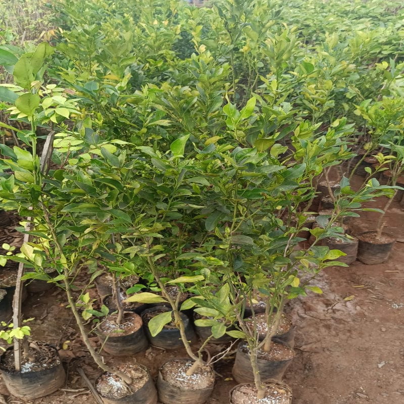 Urban Plants™ Fruit Plant Nagpur Orange Fruit Plant (M)-2.5 to 3 ft Nagpur Orange Fruit Plant (M)-2.5 to 3 ft-Urban Plants