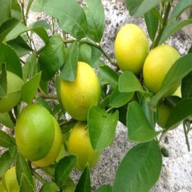 Urban Plants™ Fruit Plant Normal Lemon Fruit Plant (M)-2.5 to 3 ft Normal Lemon Fruit Plant (M)-2.5 to 3 ft-Urban Plants