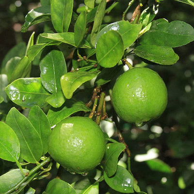 Urban Plants™ Fruit Plant Normal Lemon Fruit Plant Normal Lemon Fruit Plant-Urban Plants