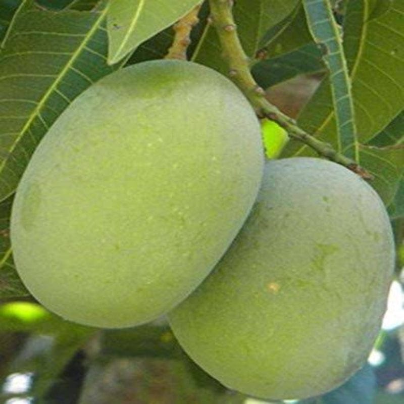 Urban Plants™ Fruit Plant Panduri Mango Fruit Plant (M)-2.5 to 3 ft Panduri Mango Fruit Plant (M)-2.5 to 3 ft