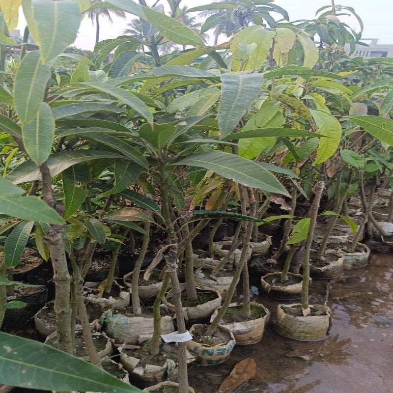 Urban Plants™ Fruit Plant Panduri Mango Fruit Plant (M)-2.5 to 3 ft Panduri Mango Fruit Plant (M)-2.5 to 3 ft