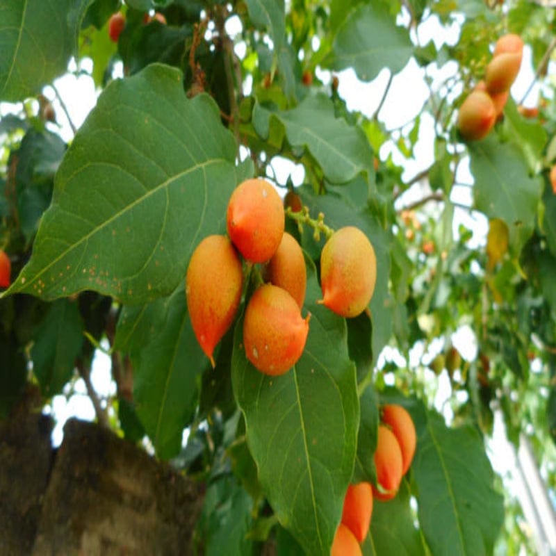 Urban Plants™ Fruit Plant Peanut Butter fruit Plant Peanut Butter fruit Plant-Urban Plants