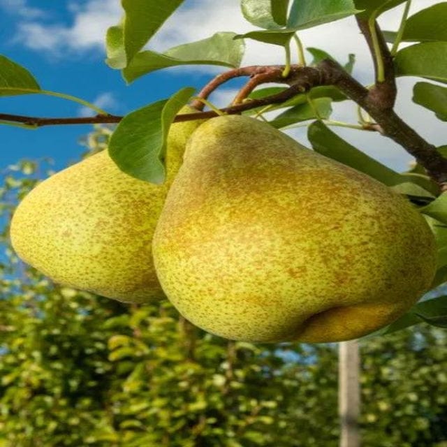 Urban Plants™ Fruit Plant Pear Fruit Plant (M)-2.5 to 3 ft Pear Fruit Plant (M)-2.5 to 3 ft-Urban Plants