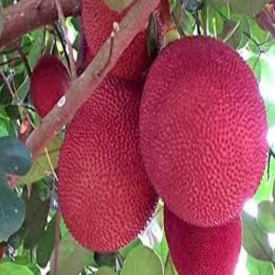 Urban Plants™ Fruit Plant Pink Jackfruit Plant (M)-2.5 to 3 ft Pink Jackfruit Plant (M)-2.5 to 3 ft-Urban Plants