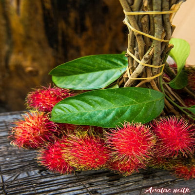 Urban Plants™ Fruit Plant Rambutan Fruit Plant (M)-2.5 to 3 ft Rambutan Fruit Plant (M)-2.5 to 3 ft-Urban Plants