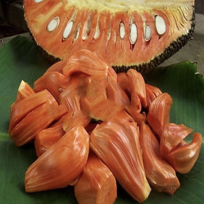 Urban Plants™ Fruit Plant Red Jackfruit Plant (M)-2.5 to 3 ft Red Jackfruit Plant (M)-2.5 to 3 ft-Urban Plants