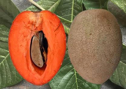 Urban Plants™ Fruit plant Red Silver Chikoo (Sapodilla) fruit plant  Red Silver Chikoo (Sapodilla) fruit plant-Urban Plants