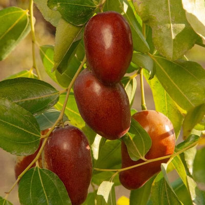 Urban Plants™ Fruit Plant Regu Red Jujube Fruit Plant (M)-2.5 to 3 ft Regu Red Jujube Fruit Plant (M)-2.5 to 3 ft