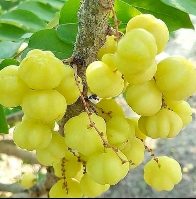 Urban Plants™ Fruit Plant Star berry fruit large plant Star berry fruit large plant-Urban Plants