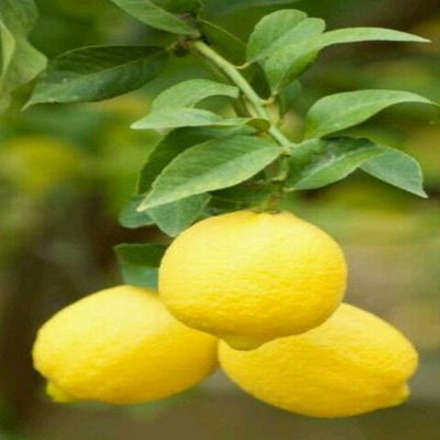 Urban Plants™ Fruit Plant Sweet Lemon Fruit Plant (M)-2.5 to 3 ft Sweet Lemon Fruit Plant (M)-2.5 to 3 ft-Urban Plants