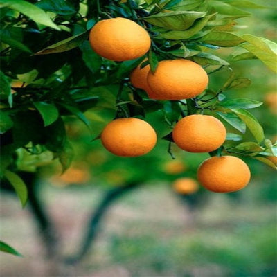 Urban Plants™ Fruit plant Sweet Orange Fruit Plant (M)-2.5 to 3 ft Sweet Orange Fruit Plant (M)-2.5 to 3 ft-Urban Plants