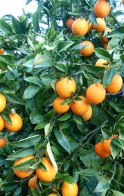 Urban Plants™ Fruit plant Sweet Orange fruit plant Sweet Orange fruit plant-Urban Plants