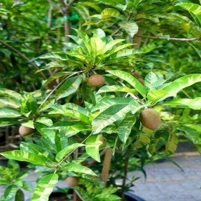 Urban Plants™ Fruit Plant Variegated Chikoo Fruit Plant (M)-2.5  to 3 ft Variegated Chikoo Fruit Plant (M)-2.5  to 3 ft-Urban Plants