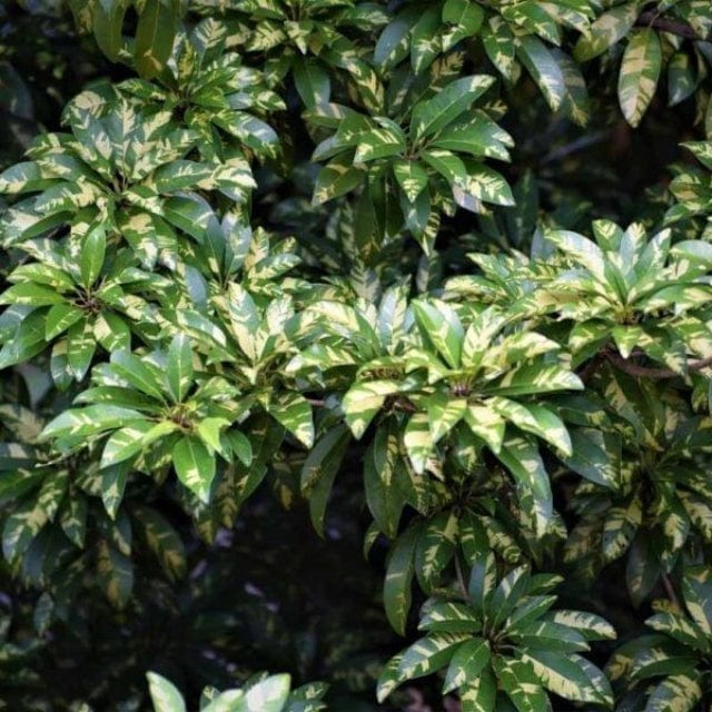 Urban Plants™ Fruit Plant Variegated Chikoo Fruit Plant (M)-2.5  to 3 ft Variegated Chikoo Fruit Plant (M)-2.5  to 3 ft-Urban Plants