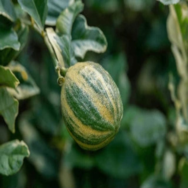 Urban Plants™ fruit plant Variegated Table Lemon Plant (M)-2.5 to 3 ft Variegated Table Lemon Plant (M)-2.5 to 3 ft-Urban Plants