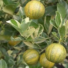 Urban Plants™ fruit plant Variegated Table Lemon Plant Variegated Table Lemon tree-Urban Plants