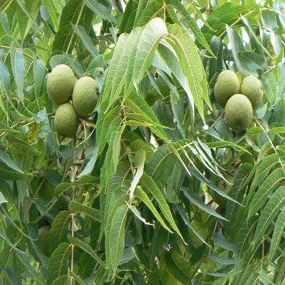 Urban Plants™ Fruit Plant Walnut Fruit Plant (XL)-2.5 to 3 ft Walnut Fruit Plant (XL)-2.5 to 3 ft-Urban Plants