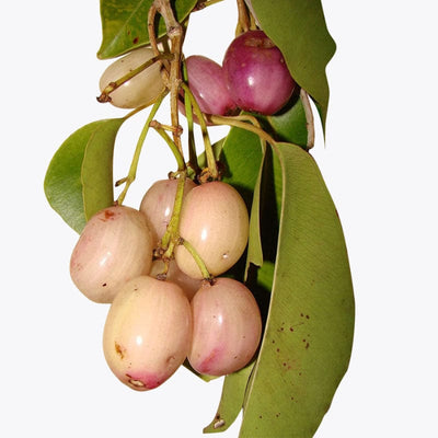 Urban Plants™ Fruit Plant White Java Plum Fruit Plant (XL)-2.5 to 3 ft White Java Plum Fruit Plant (XL)-2.5 to 3 ft-Urban Plants