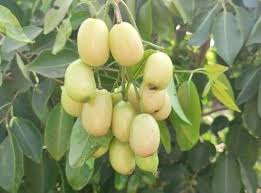 Urban Plants™ Fruit Plant White Neredu/ Java plum (White) Fruit plant White Neredu/Java Plum Fruit plant-Urban Plants