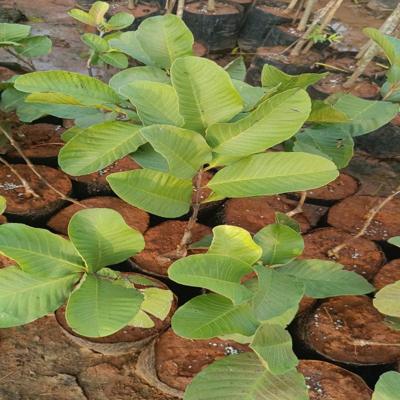 Urban Plants™ fruit plants Red Diamond Guava Fruit Plant (M)-2.5 to 3 ft Red Diamond Guava Fruit Plant (M)-2.5 to 3 ft-Urban Plants