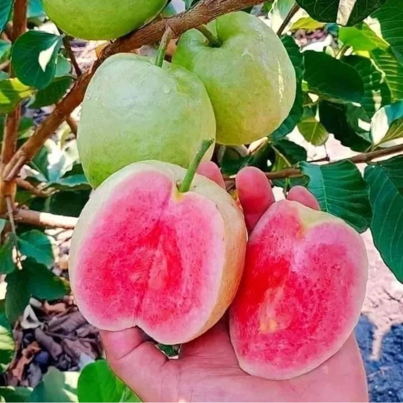 Urban Plants™ fruit plants Red Diamond Guava Fruit Plants Red Diamond Guava Fruit Plants-Urban Plants