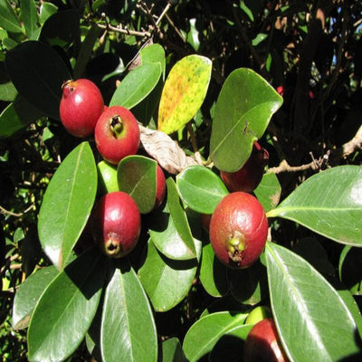 Urban Plants™ fruit plants Strawberry Guava Fruit Plant (M)-2.5 to 3 ft Strawberry Guava Fruit Plant (M)-2.5 to 3 ft-Urban Plants