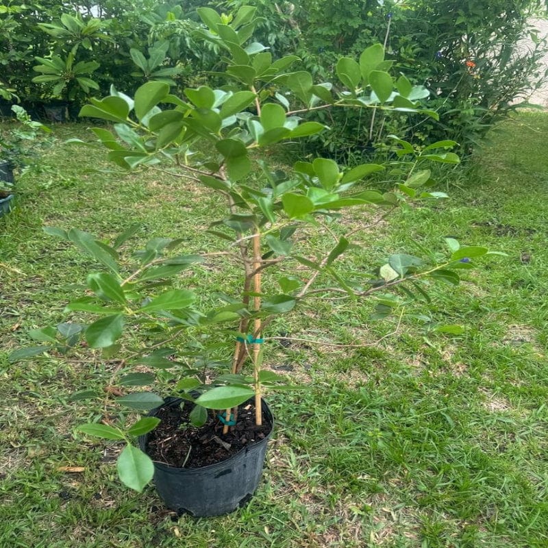 Urban Plants™ fruit plants Strawberry Guava Fruit Plant (M)-2.5 to 3 ft Strawberry Guava Fruit Plant (M)-2.5 to 3 ft-Urban Plants