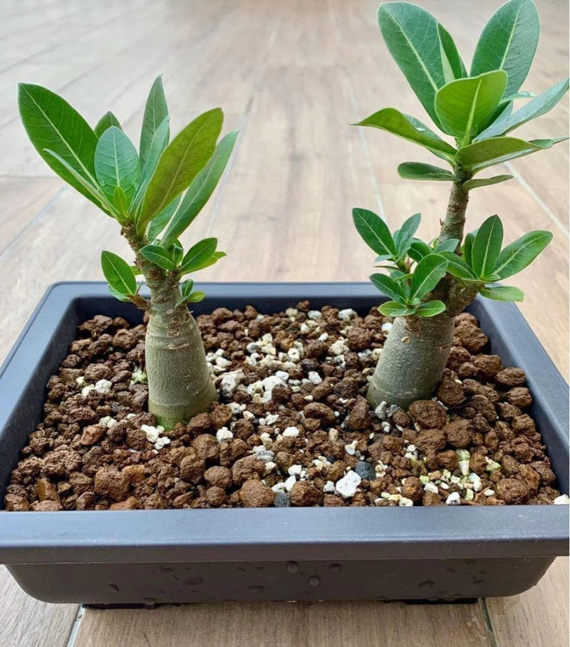 Urban Plants™ Imported Variety Grafted Adenium Imported Variety Grafted Adenium-Urban  Plants