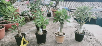 Urban Plants™ Imported Variety Grafted Adenium Imported Variety Grafted Adenium-Urban  Plants