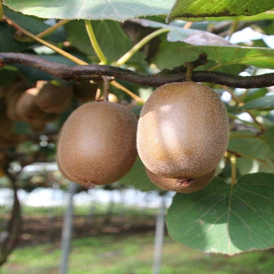 urban-plants-kiwi-fruit-plant