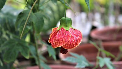 Urban Plants™ Lantern Hibiscus plant
