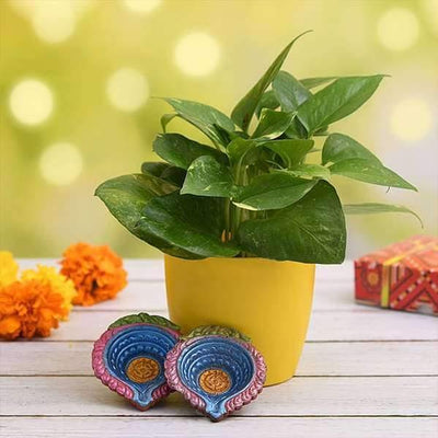 Urban Plants plants Air Purifying Green Money Plant for Clean Diwali - Gift Plant