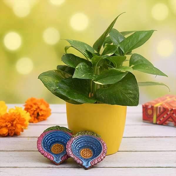 Money Plant Golden With Pot | Buy Money Plant Golden Online ₹299.00 - Plant  A Leaf | Free Shipping