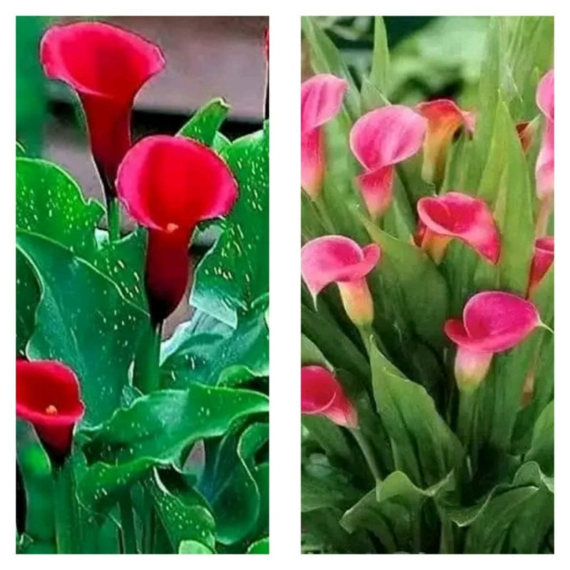 Urban Plants™ set of 2 calla lily bulb