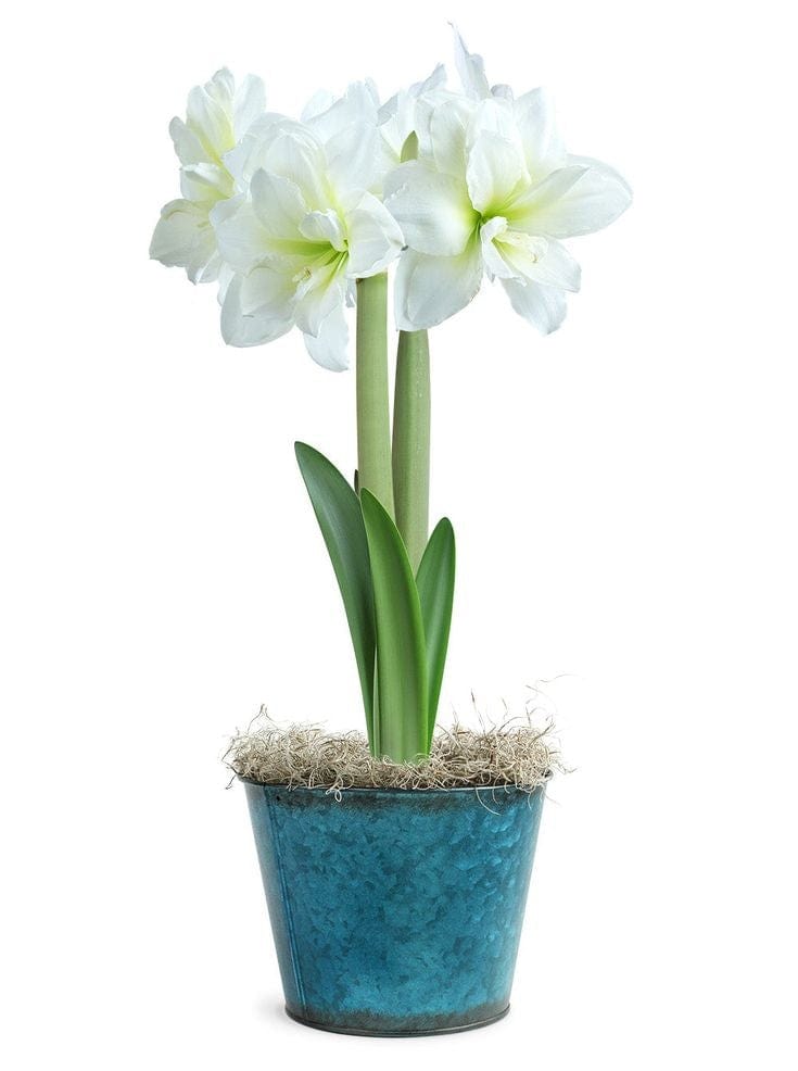 Urban Plants™ Set of 3 / Large / Matterhorn Buy Amaryllis Bulb Premium (Tissue cultured) Buy Amaryllis Bulb Premium (Tissue cultured)