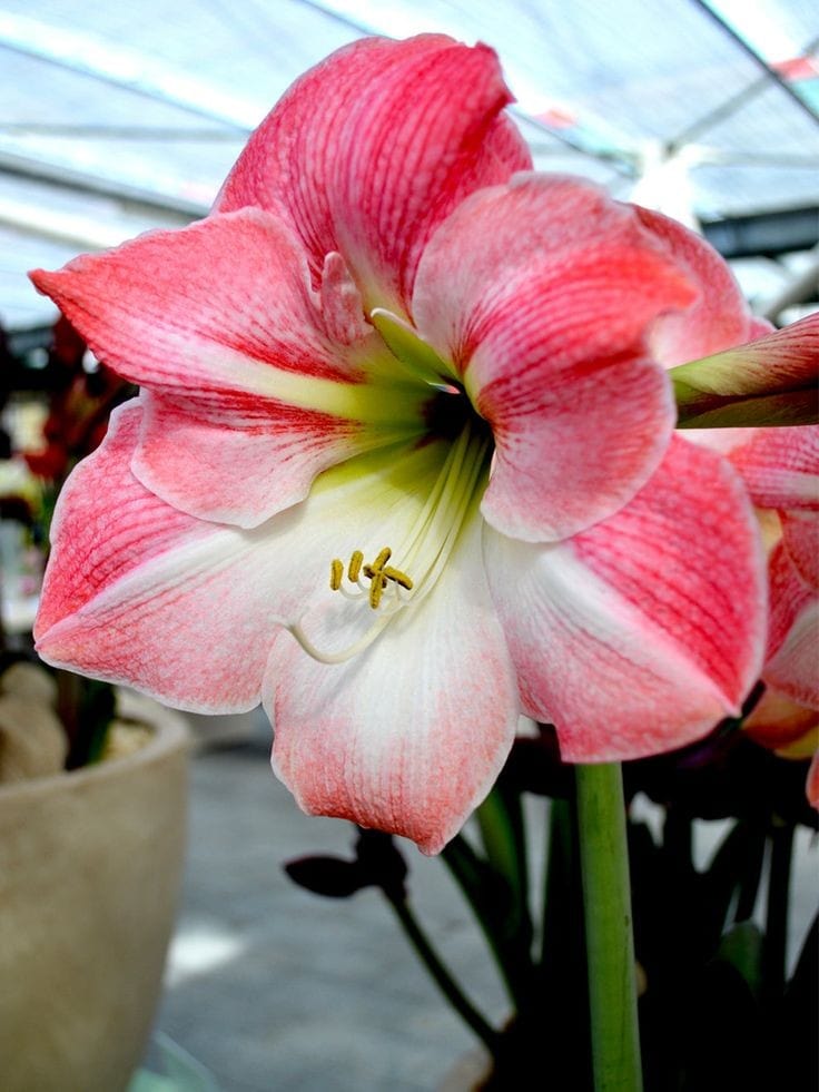 Urban Plants™ Set of 3 / Medium / Apple Blossom Buy Amaryllis Bulb Premium (Tissue cultured) Buy Amaryllis Bulb Premium (Tissue cultured)