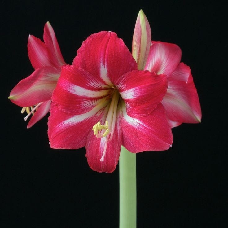 Urban Plants™ Set of 3 / Medium / Mambo Buy Amaryllis Bulb Premium (Tissue cultured) Buy Amaryllis Bulb Premium (Tissue cultured)