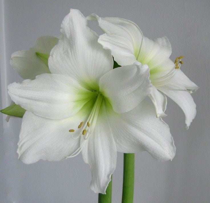 Urban Plants™ Set of 3 / Medium / Matterhorn Buy Amaryllis Bulb Premium (Tissue cultured) Buy Amaryllis Bulb Premium (Tissue cultured)