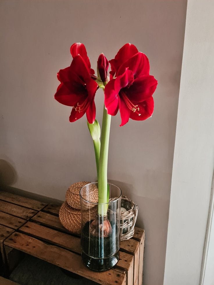 Urban Plants™ Set of 3 / Medium / Red Lion Buy Amaryllis Bulb Premium (Tissue cultured) Buy Amaryllis Bulb Premium (Tissue cultured)