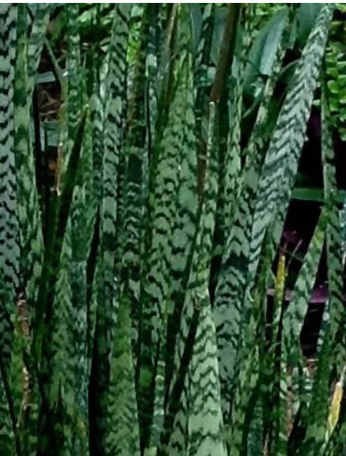Abdul muheed Plant Sansevieria Hyacinthoides- Snake Plant Buy Sansevieria Hyacinthoides- Snake Plant Online 