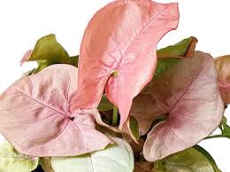 Abhay nursery Plants Syngonium Pink - Plant Buy Syngonium Pink Plant Online 