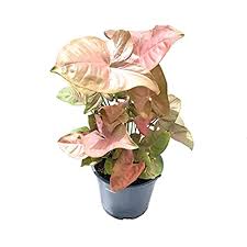 Abhay nursery Plants Syngonium Pink - Plant Buy Syngonium Pink Plant Online 