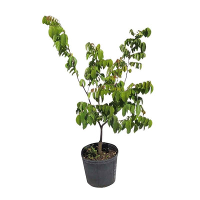 Abhishek-S-Kumar-Fruit-Plant-Carambola-Star-Fruit - Plant-Buy-Carambola-Star-Fruit - Plant-Online-Urban-Plants
