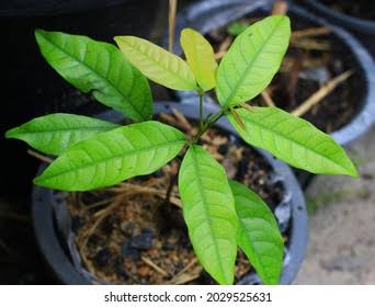 Abhishek S Kumar Fruit plant Rambutan N18 Plant