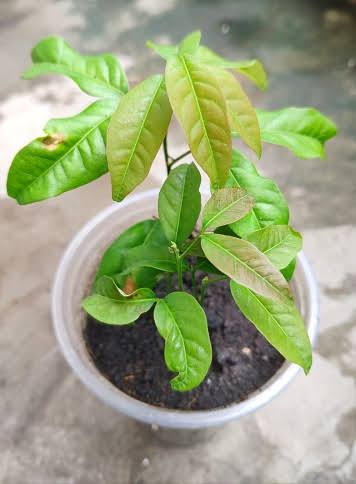 Abhishek S Kumar Tropical Fruit plant Rambutan E35 Plant