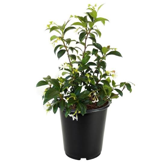Adarsh Kisan Mart Plants Mogra, Arabian Jasmine - Jasminum sambac Plant Buy Mogra, Arabian Jasmine - Jasminum sambac  Online from Urban Plants