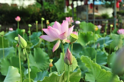 AGRO LIFESTYLES Seeds Lotus Pink flower Seeds