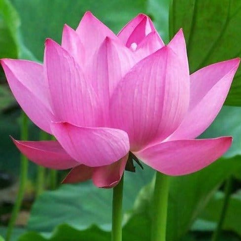 AGRO LIFESTYLES Seeds Lotus Pink flower Seeds