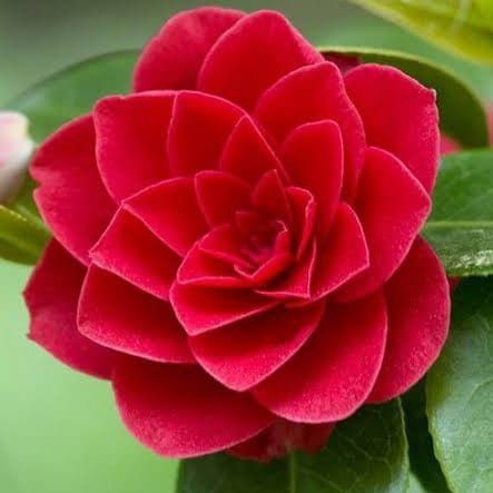 Japanese Camellia-Urban Plants - Urban Plants™