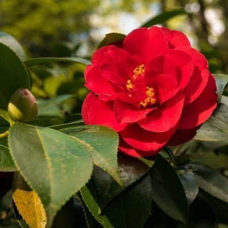 Agro plants seles Plants Japanese Camellia Japanese Camellia-Urban Plants